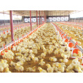 Vollständige Set-automatische Geflügel-Ausrüstungen für Broiler-Huhn